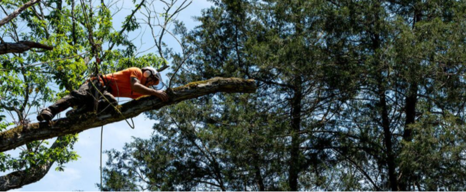Poda Longueuil Podador profesional que trabaja en un árbol alto.