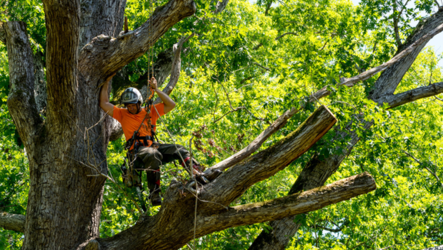 Émondeur de Emondage Longueuil Pro travaille en hauteur dans un arbre.