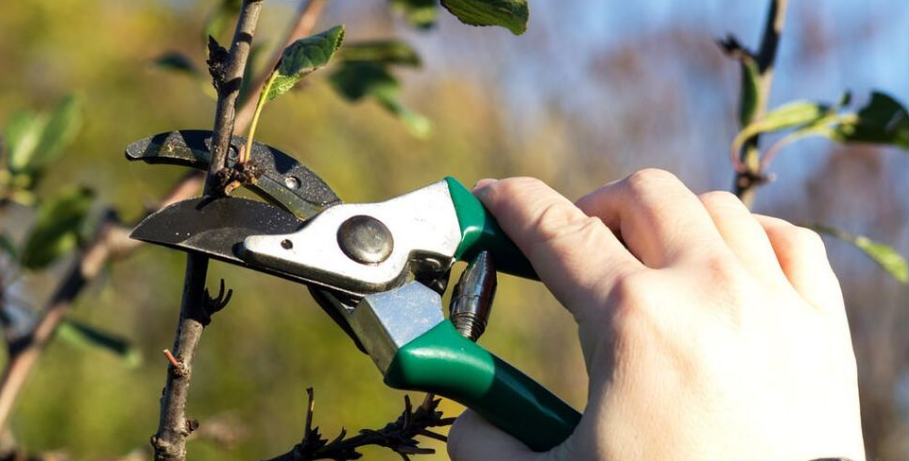 A Longueuil pruner of Emondage Longueuil Pro carries out formation pruning on a fruit tree.